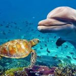 Don't Miss Out - Book Your Dubai Aquarium Tickets in Advance