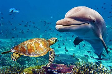 Don't Miss Out - Book Your Dubai Aquarium Tickets in Advance