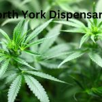 north york dispensary