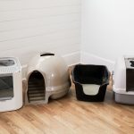 The Cat Litter Box in Multi-Cat Households