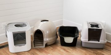 The Cat Litter Box in Multi-Cat Households