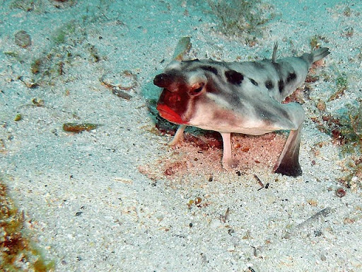 Red-lipped batfish (Ogcocephalus darwini)