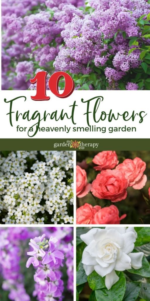 Top 10 Flowers with the Most Pleasant Smell