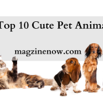 Top 10 Cute Pet Animals