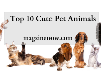 Top 10 Cute Pet Animals