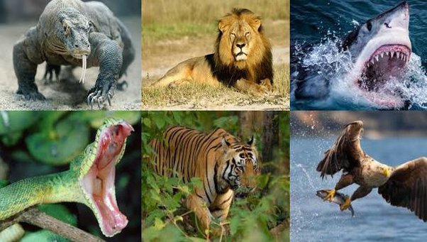 Top 10 Most Dangerous Wild Animals: Understanding the Risks