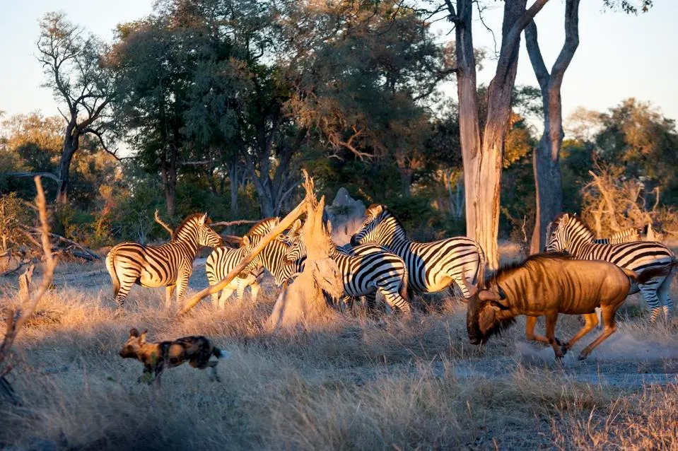 Biodiversity and Unique Wildlife 